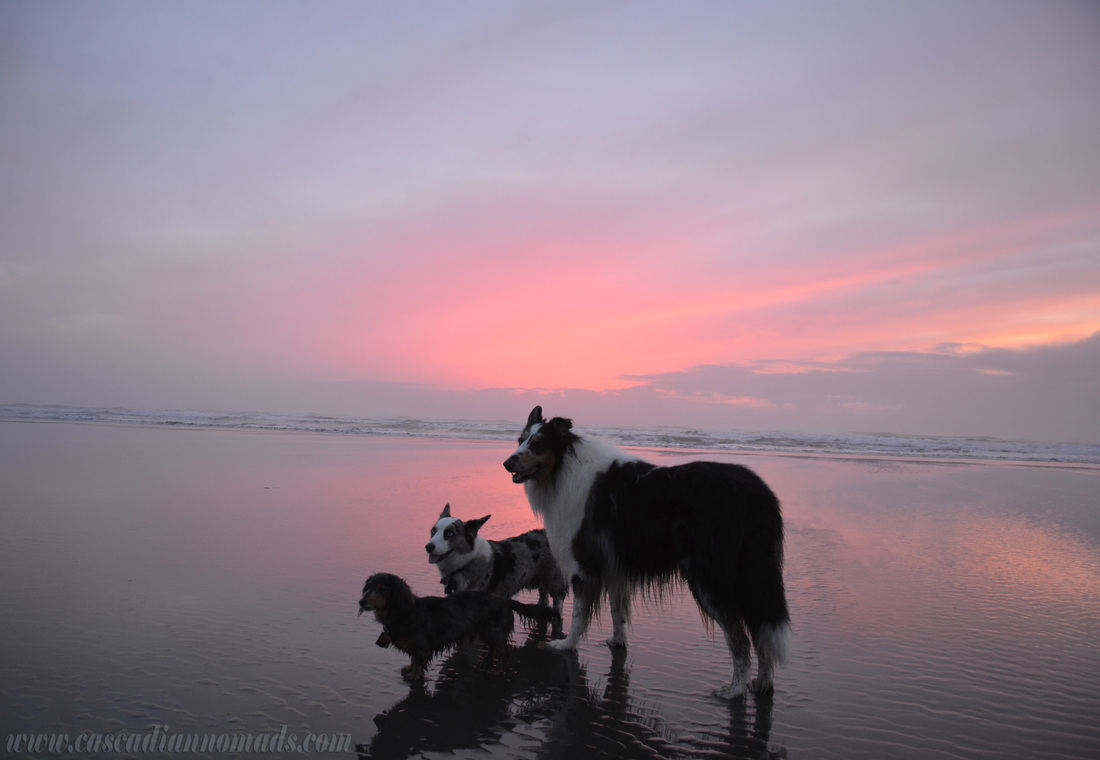 Dachshund, corgi and collie dogs Long Beach, Washington, Cascadia