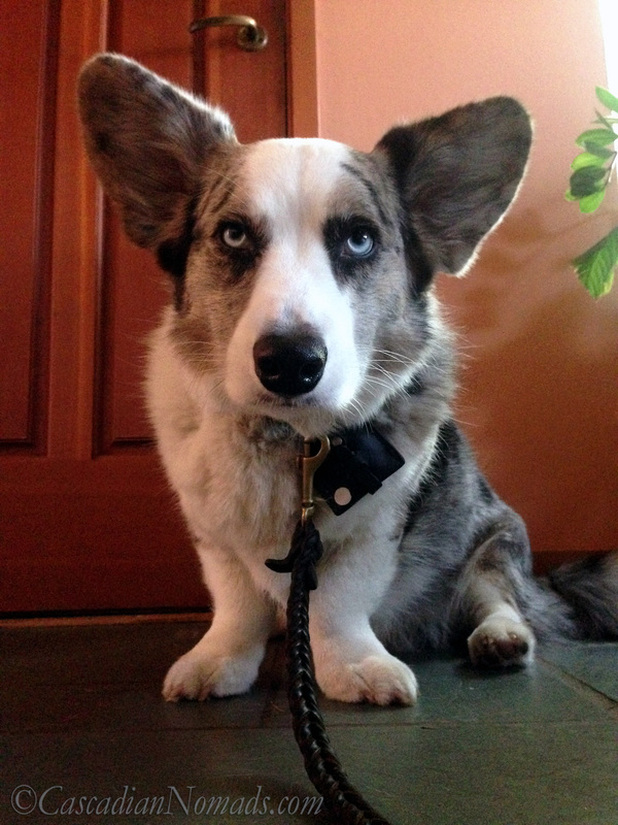If Pets Had Thumbs Day: Blue merle cardigan welsh corgi Brychwyn would use a thumb to unlatch his leash and be free!