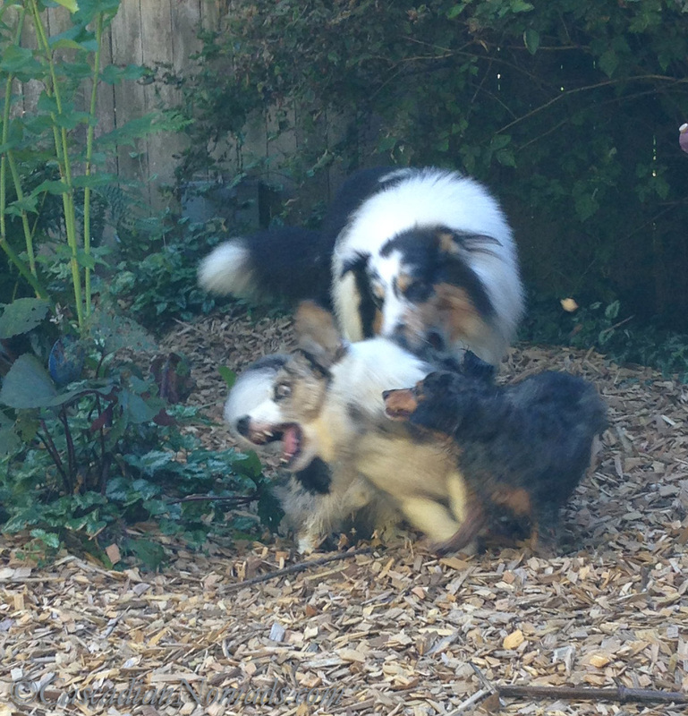  The Grass Is Always Greener In Another Fit Dog's Backyard: Three dogs wrestling