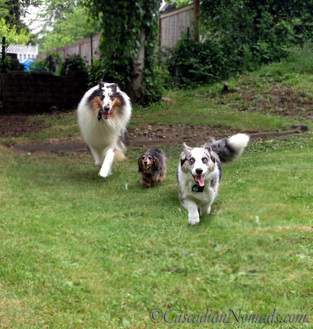 Three dogs, rough colle Huxley, miniature dachshund Wilhelm and cardiagn welsh corgi Brychwyn race towards the camera