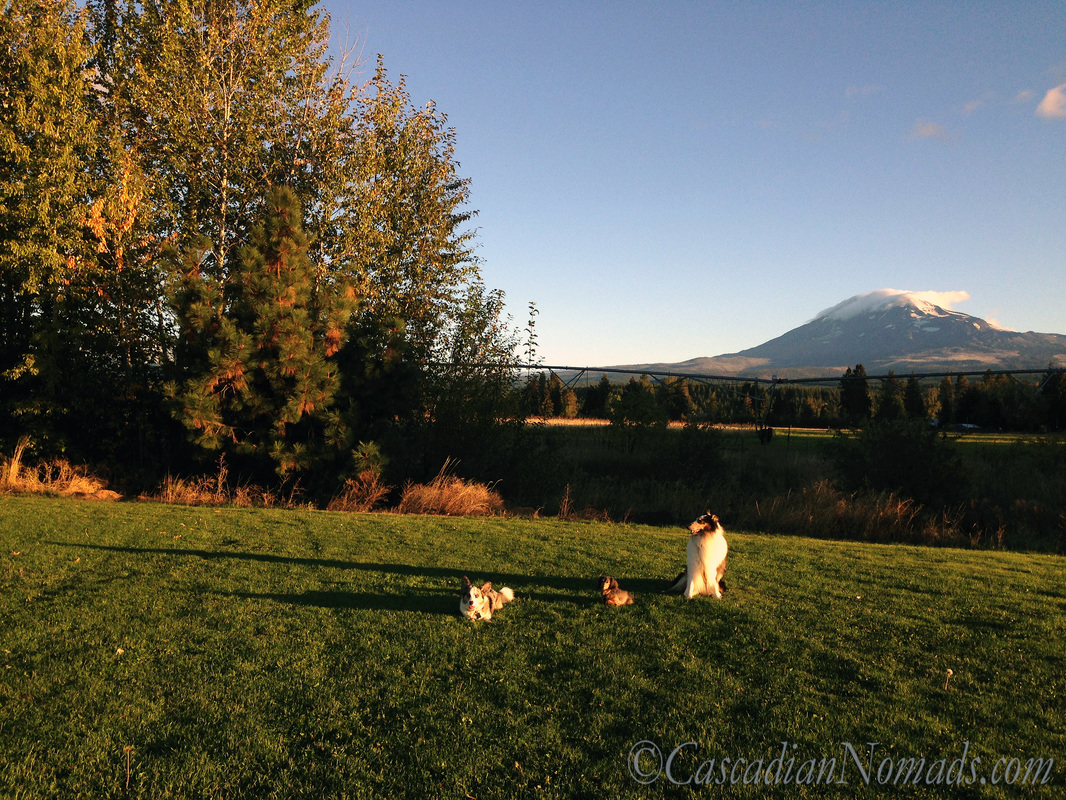 Three dogs, Cardigan Welsh Corgi dog Brychwyn, miniature dachshund dog Wilhelm and rough collie dog Huxley, enjoy the morning sunshine on a morning walk in the shadow of Mount Adams, Trout Lake, Washington, Cascadia.