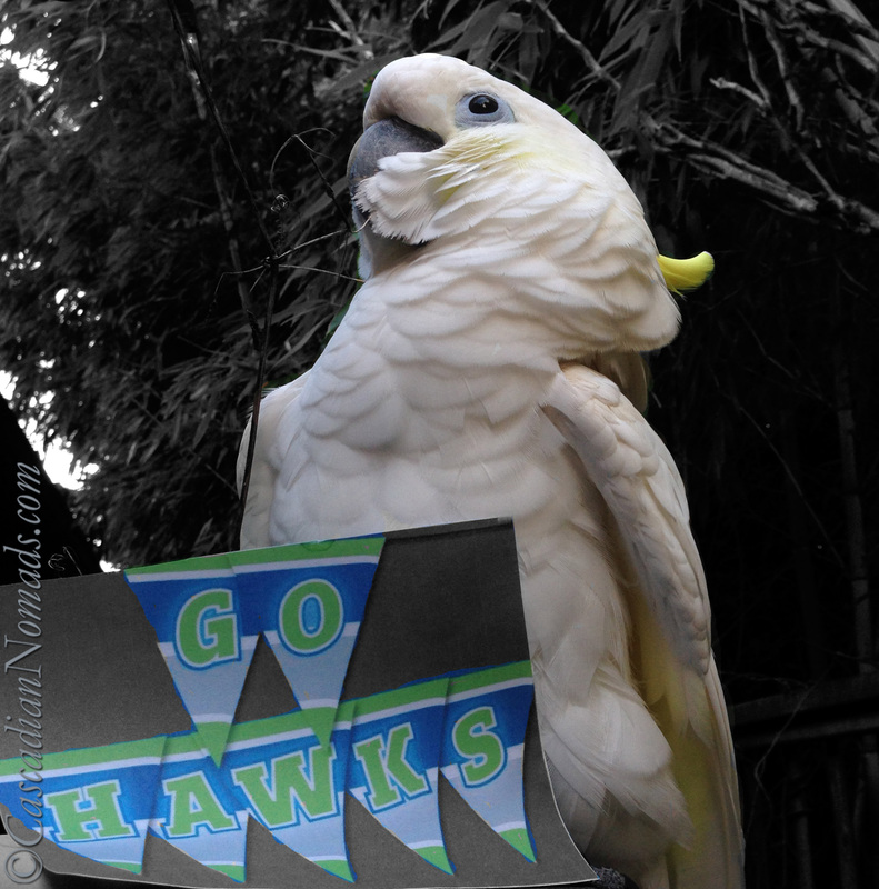 Cockatoo Leo looking away from his colorsplshed Go Hawks banner 