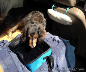 Road Trippers Rejoice: PURGGO Car Air Eco-Purifier Natural Air Freshener Review Plus Giveaway, a miniature dachshund gets a drink in the car next to PURRGO