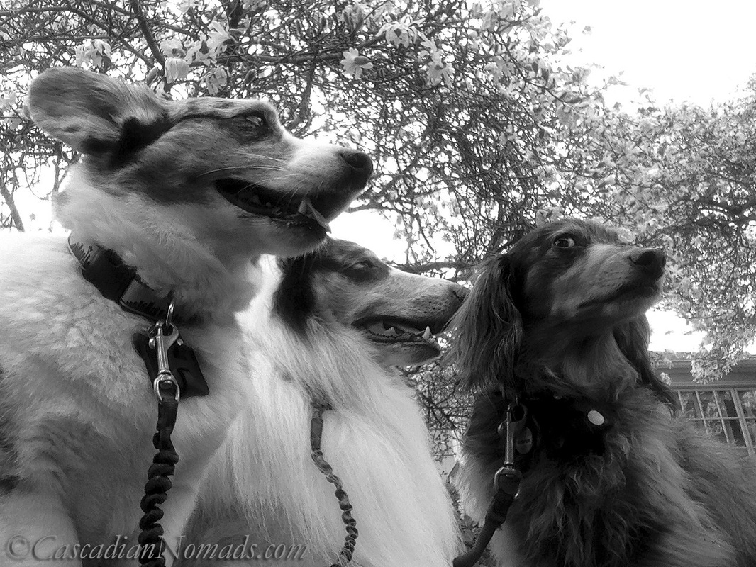 Funny black and white photograph of three dogs, Cardigan Welsh corgi Brychwyn, rough collie Huxley, evil-eyed miniature dachshund Wilhelm, under a star magnolia tree