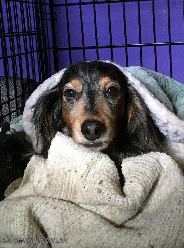 Black and tan dapple miniature dachshund Wilhelm inside his cave bed, surrounded by a blanket in his bedroom crate. #DogwoodWeek10 #Dogwood52