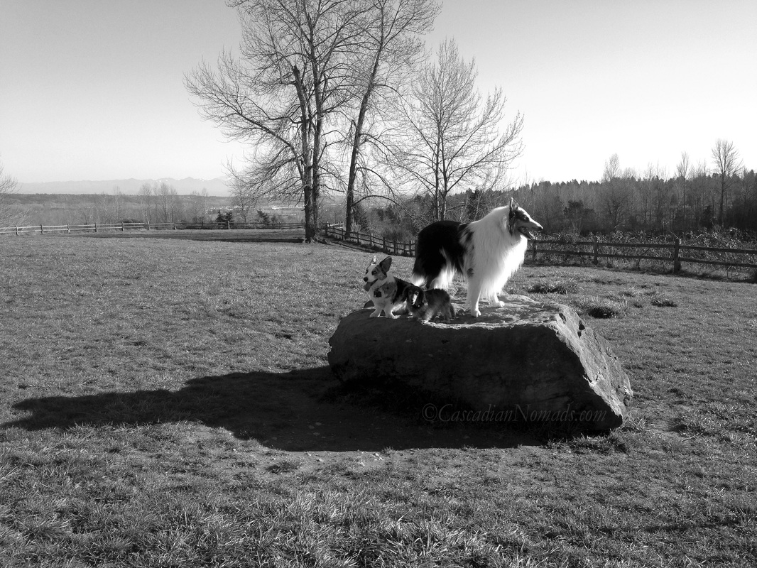 Dachshund, corgi and collie dogs and their shadows on a sunny rock at Grandview Off Leash Dog Park, SeaTac, Washington, Cascadia