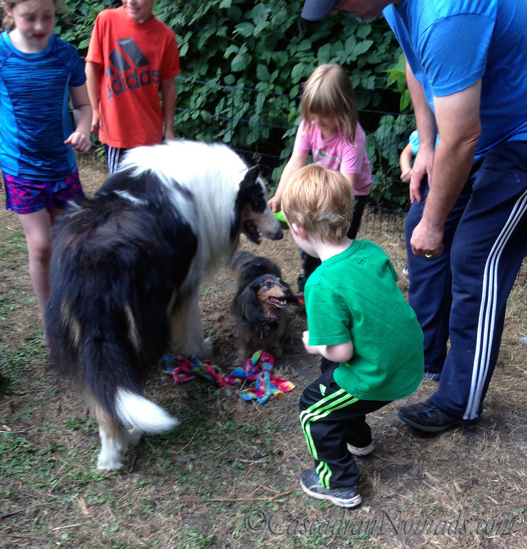 Rough collie Huxley and miniature dachshund Wilhelm happily surrounded by children on a recent dog friendly camping trip