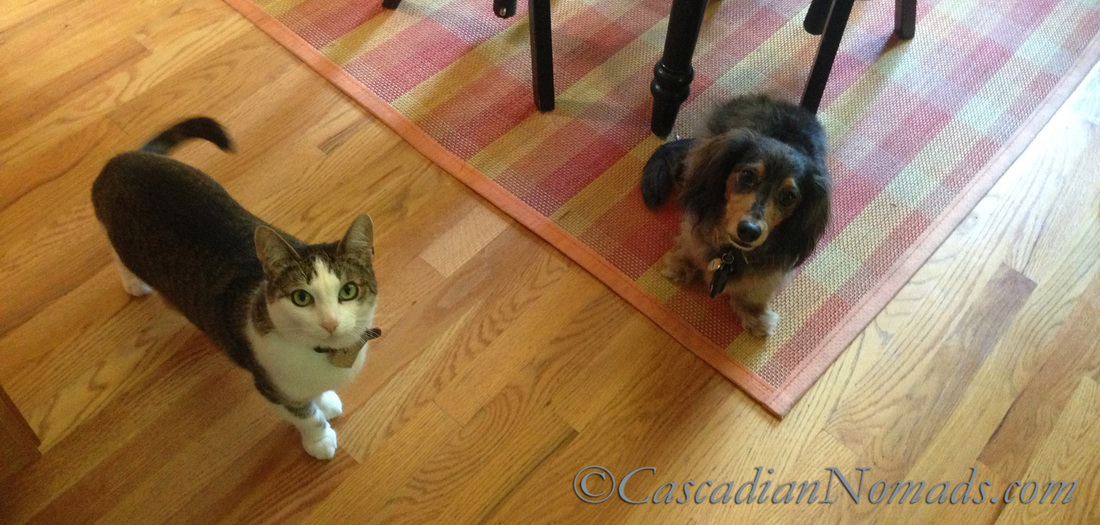 Cats and dogs can live together but they cannot dine together, they have different nutritional needs! #GetHealthyHappy