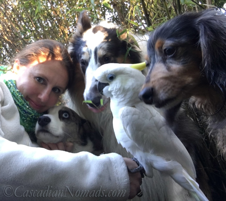 Selfie With Pets: Three Dogs & A Cockatoo. Cardigan Welsh Corgi Brychwyn, Miniature Long Haired Dachshund Wilhelm, Rough Collie Huxley & Triton Cockatoo Leo. #DogwoodWeek1 #Dogwood52 Self Portrait Photography Challenge
