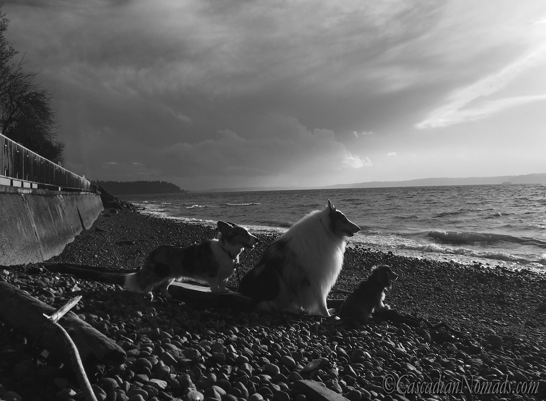 Three dogs and a Puget Sound storm: Cardigan Welsh corgi, rough collie and miniature dachshund dog storm watchers at Emma Schmitz Memorial Overlook, West Seattle, Washington, Cascadia. #DogwoodWeek4 #Dogwood52