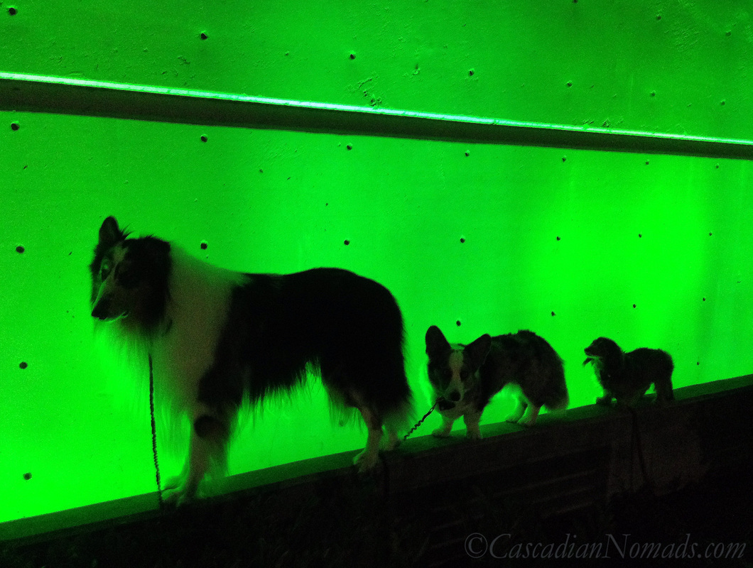 Rough collie, Cardigan Welsh corgi and miniature dachshund dogs silhouetted in green, Counterbalance Park, Seattle