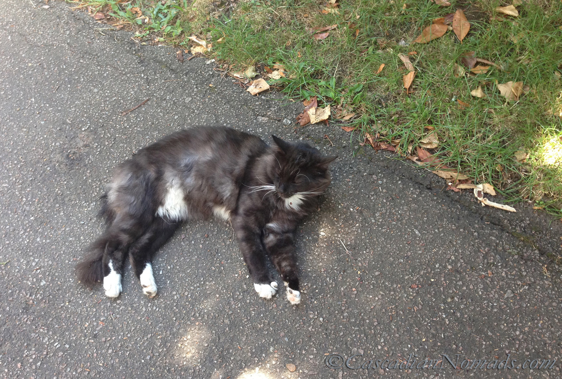 Shady sidewalk cat nap, Highhate, London, England, United Kingdom.
