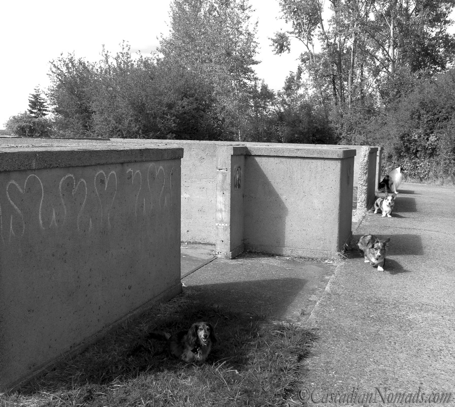 One harlequin blue merle rough collie, two blue merle cardigan welsh corgis and a miniature dachshund pose with an old foundation at Luther Burbank Park, Mercer Island, Washington, Cascadia