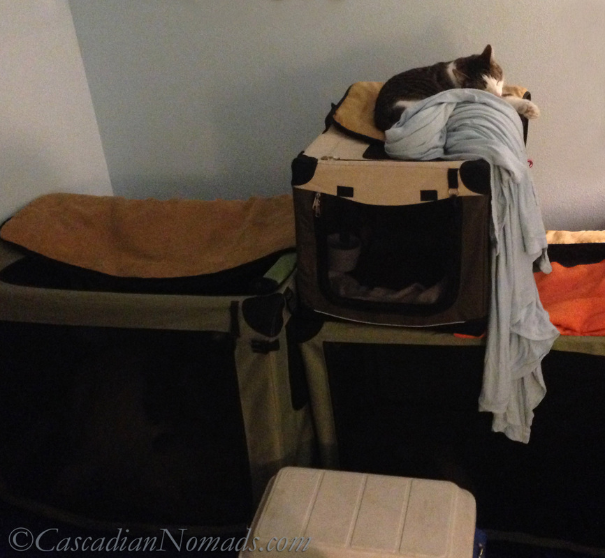 Traveling cat Amelia bathes atop dog crates in a pet friendly Oregon motel.