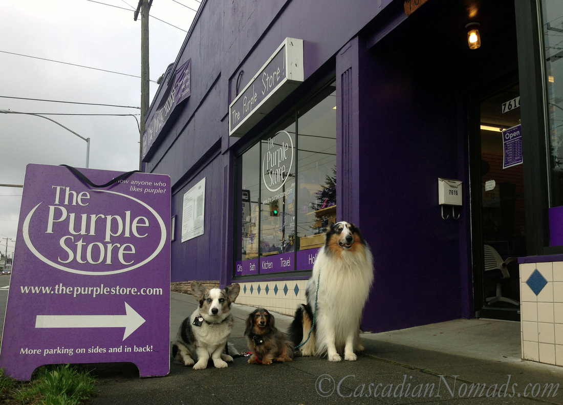 Cardigan Welsh corgi, miniature dachshund and rough collie dogs at the front of The Purple Store
