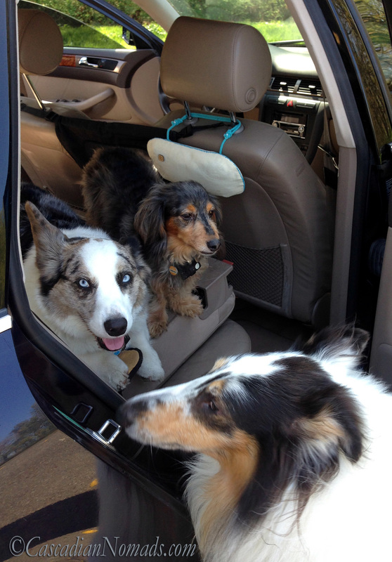 PURGGO Car Air Eco-Purifier Natural Air Freshener works in even when pet friendly road trip dogs, corgi Brychwyn, dachshund Wilhelm and Huxley, aren't in the car