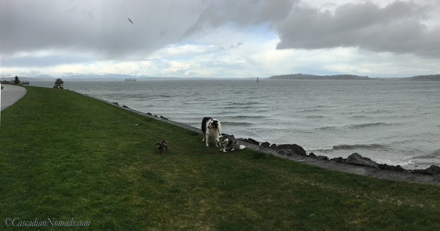 Puget Sound, a ferry and the Olympic Mountains peeking out through the clouds with three adventurous Pacific Northwest dogs, Cardigan Welsh corgi, Brychwyn, miniature long haired dachshund, Wilhelm, and rough collie dog, Huxley. #DogwoodWeek8 #Dogwood52