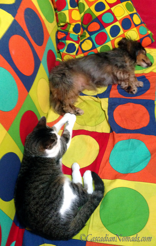Cat Amelia and miniature dachshund dog Wilhelm share snuggly paws on the couch.