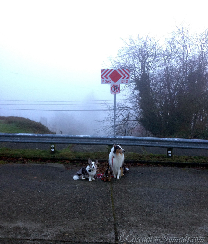 Blue merle cardigan corgi, miniature long haired dachshund and rough collie dog where the road ends in the Seattle fog