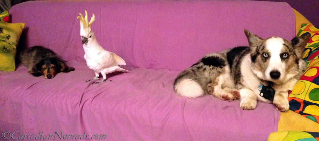 A dachshund, a cockatoo and a corgi on the couch.