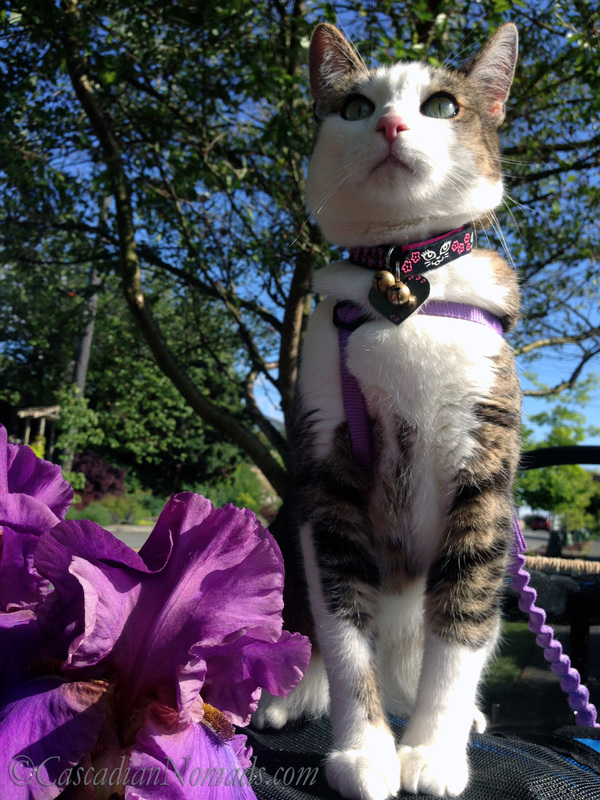 Photo of adventure cat Amelia with a purple iris