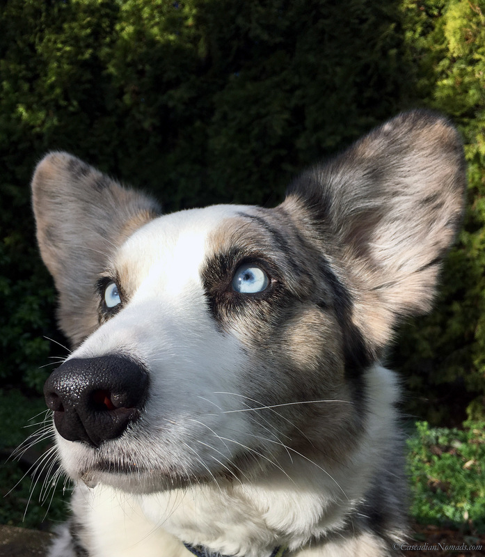 Blue merle Cardigan Welsh corgi Brychwyn portrait headshot. #Dogwood52 #DogwoodWeek4