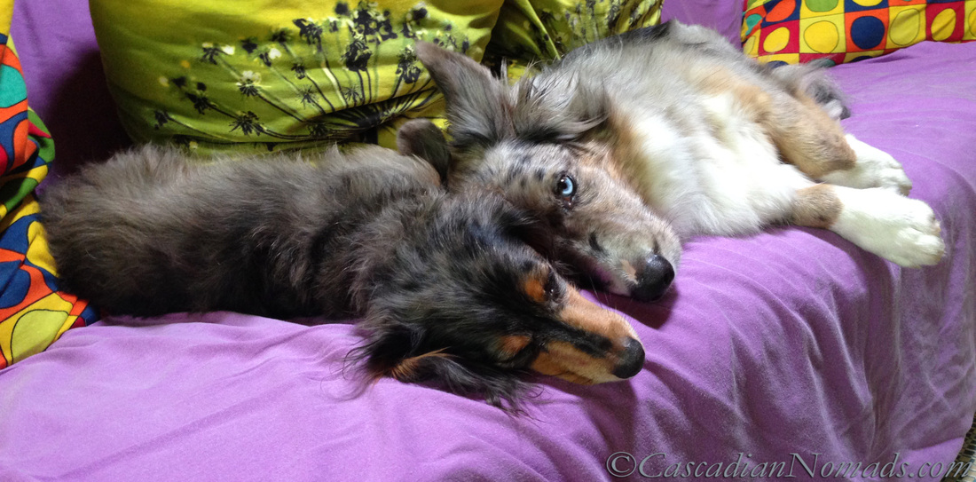 Couch Dogs: black and tan dapple miniature long haired dachshund and blue merle cardigan welsh corgi.