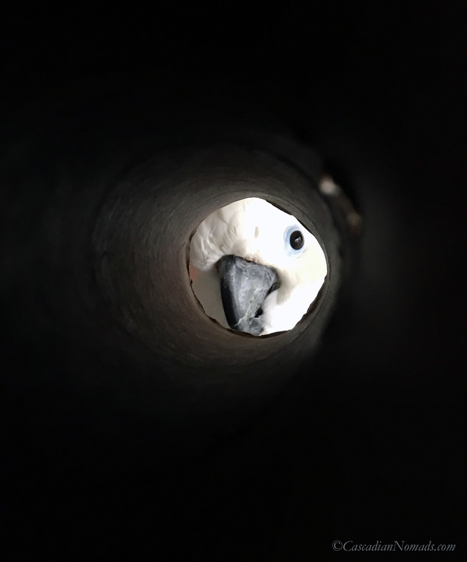 Triton cockatoo Leo peers into the tunnel. #DogwoodWeek9 #Dogwood52