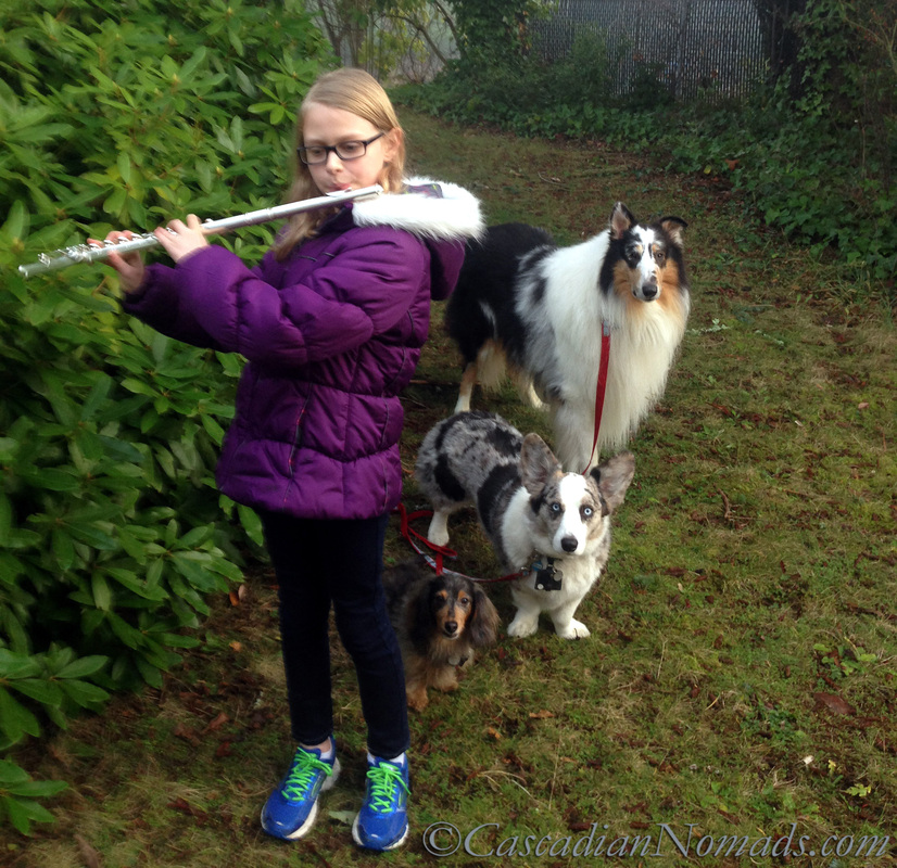 Dachshund, corgi and colllie dogs mesmerized by flute music and ready to follow the piper anywhere.