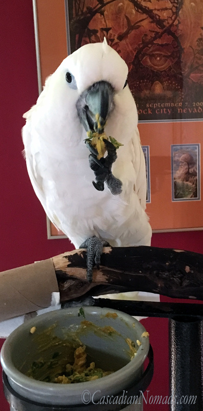 Triton cockatoo Leo enjoys an organic meal.