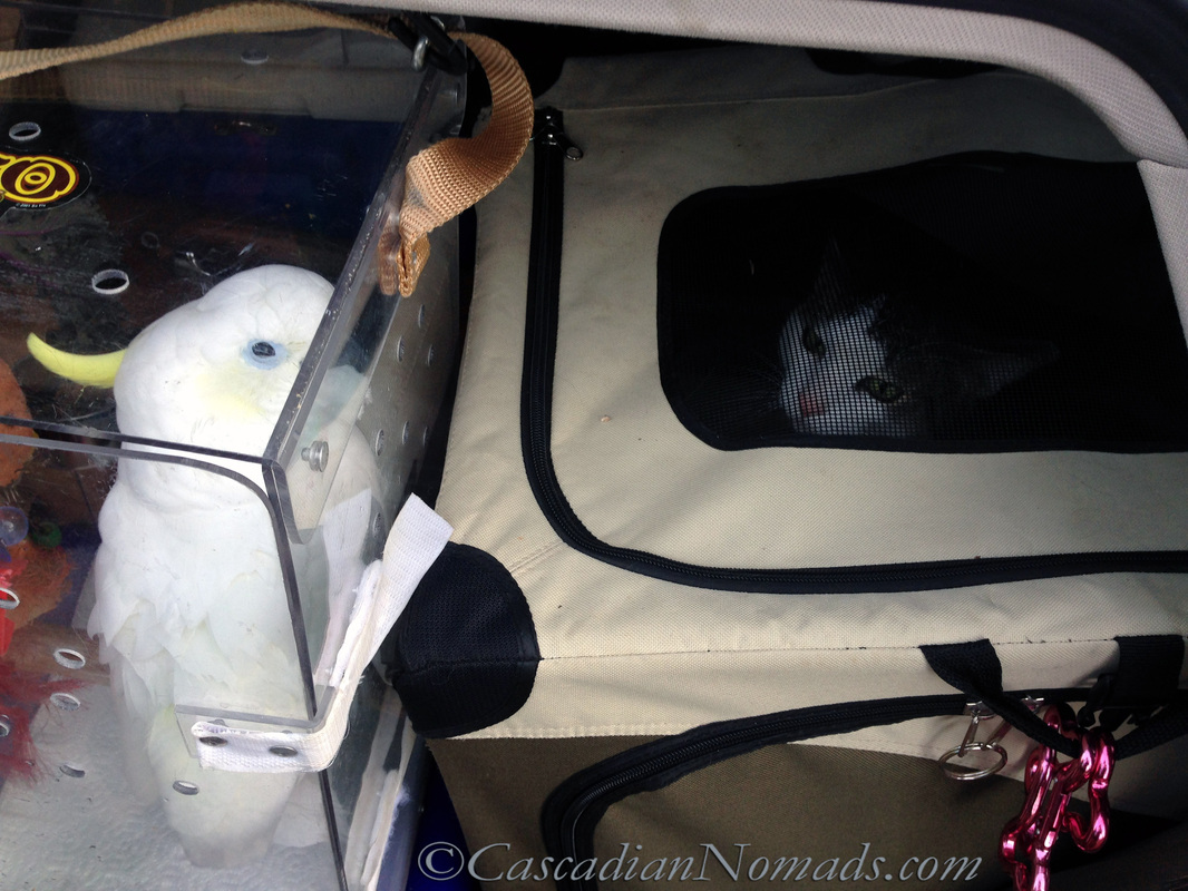 A traveling cockatoo and cat safely in their car crates.