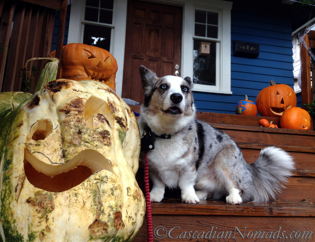 It's The Great Pumpkin Wordless Wednesday: Fun Halloween photographs of a corgi dog with giant jack-o-lantern pumpkins. 