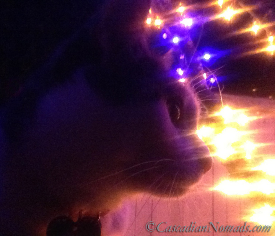 Cat Amelia admires Christmas lights