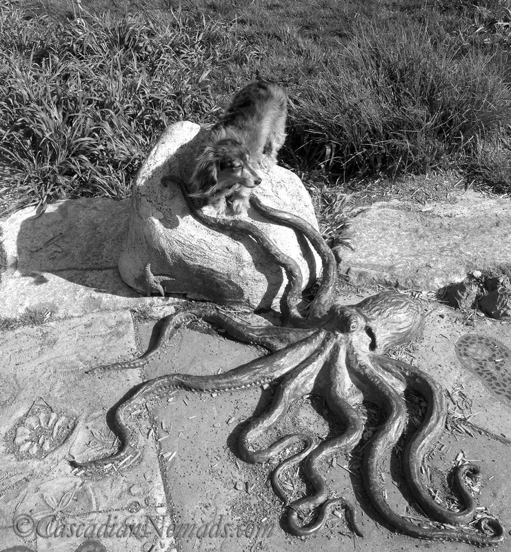 Miniature long haired dachshund Wilhelm poses for a black and white photograph with an octopus sculpture at Whale Tail Park in West Seattle