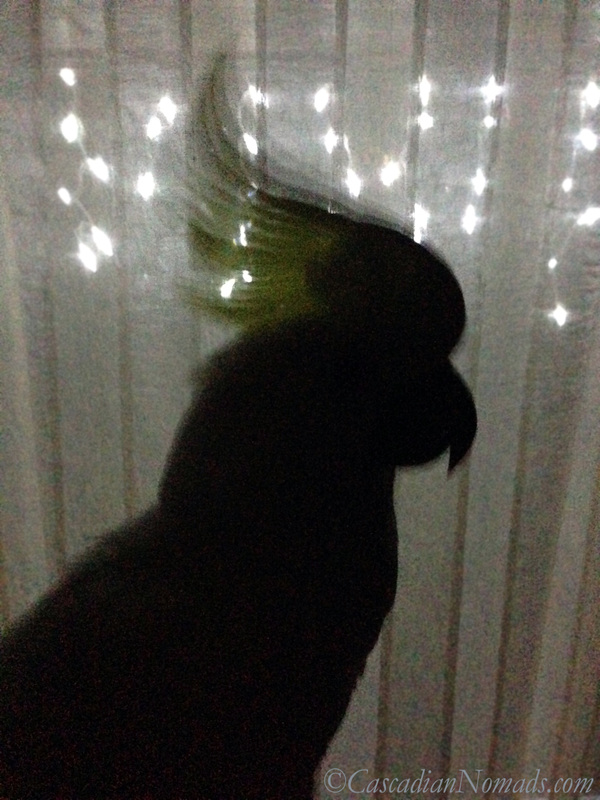 Cockatoo Leo's yellow crest silhouette against holiday icicle lights