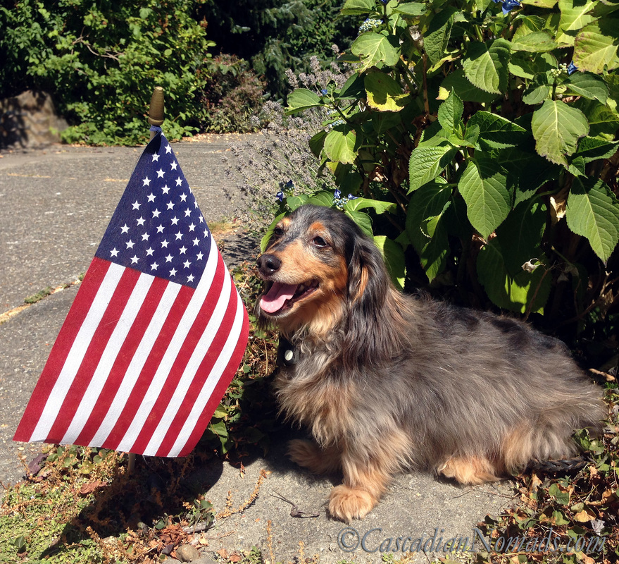 Patriotic miniature dachshund Wilhelm poses with a small American flag