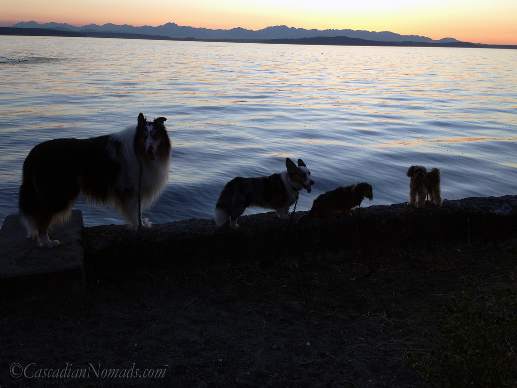 Four Dogs and Sunset behind the Olympic Mountains and Puget Sound