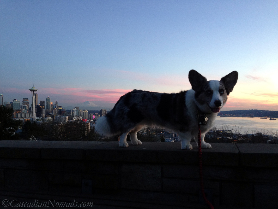 Blue merle cardigan welsh corgi Brychwyn and a late January sunset with the Seattle Space Needle and Mount Rainier in view from Kerry Park on Queen Anne Hill.
