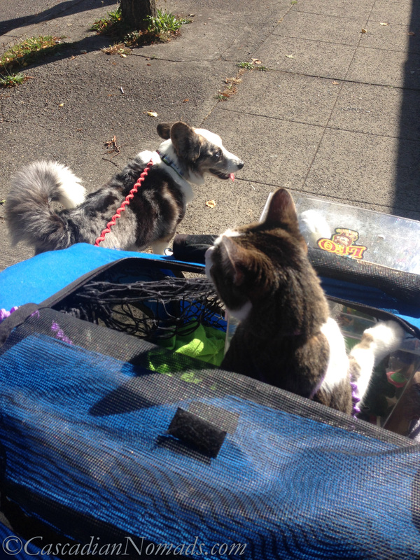 Blue merle cardigan welsh corgi Brychwyn takes his cat Amelia and cockatoo Leo for a walk in their stroller.