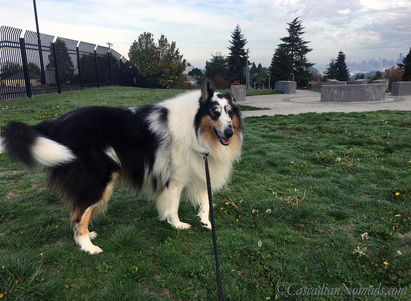 Rough collie Huxley on an adventure at Myrtle Reservoir Park, the highest peak in Seattle. #PinnacleHealthyPets