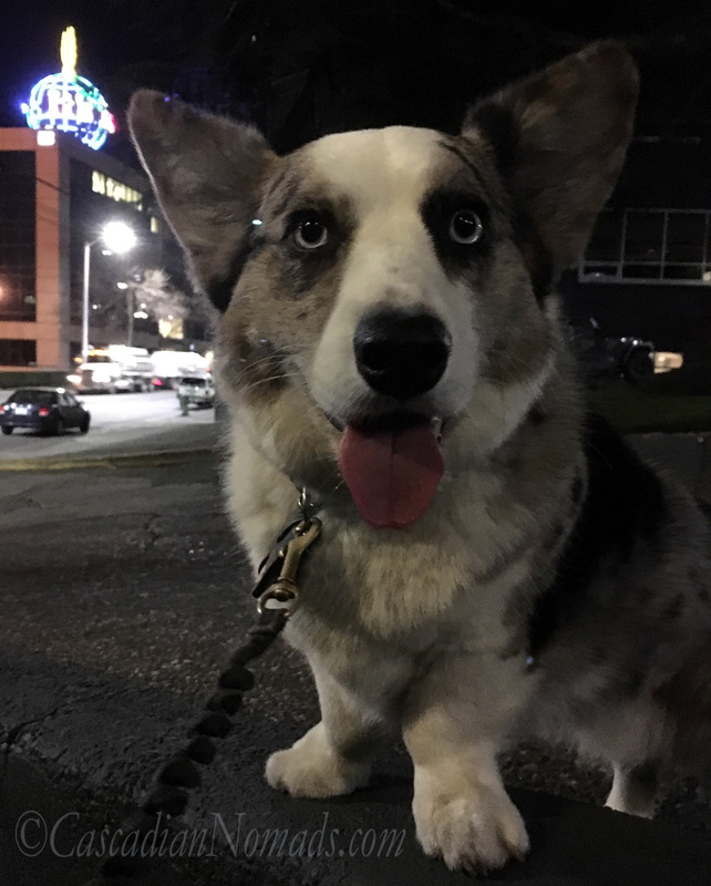 Cardigan Welsh Corgi dog Brychwyn pictured with the historic neon lit 