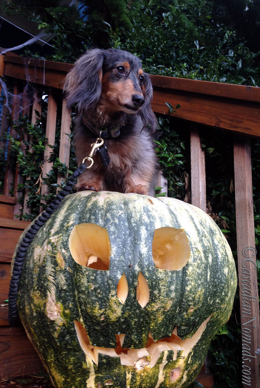 It's The Great Pumpkin Wordless Wednesday: Fun Halloween photographs of dachshund dog with a giant jack-o-lantern pumpkin. 