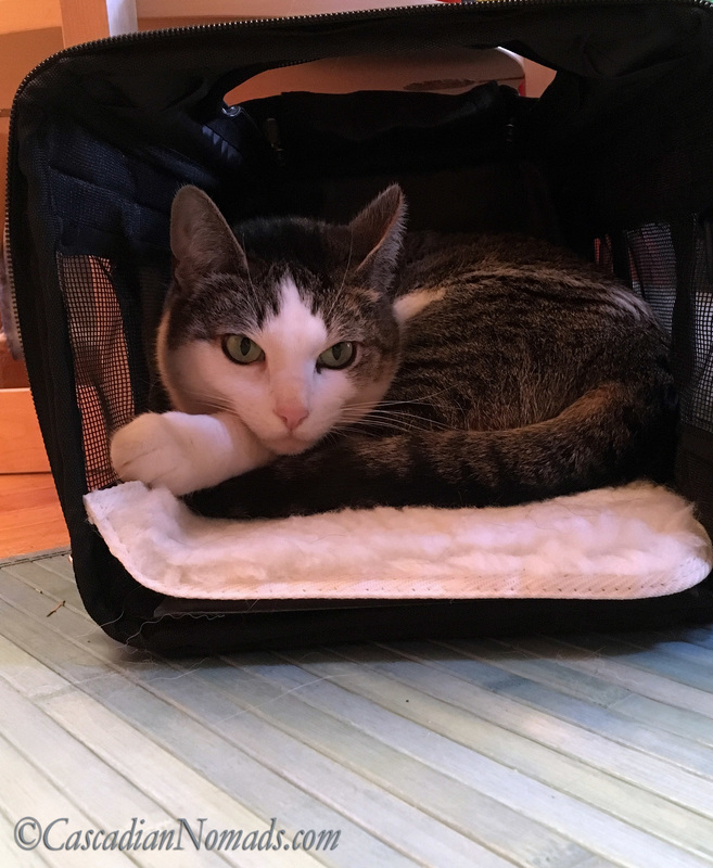 Abyssinian Tabby Cat Amelia starts a nap in a travel crate on the living room floor. #DogwoodWeek10 #Dogwood52