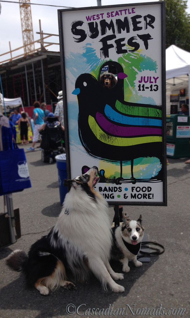 Cascadian Nomads Canines at West Seattle Summer Fest- Huxley looks up.