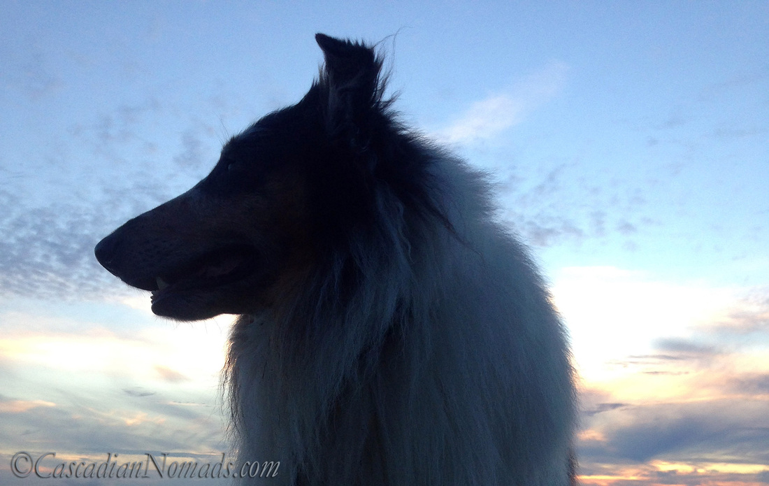 O Beautiful For Spacious Skies: Rough Collie Dog Huxley pictured with his head in the clouds