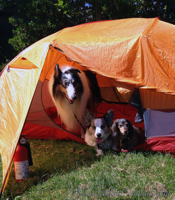 Campground fire safety with dogs: Dogs love tents but tents are flamable. Always have a fire extinguisher near the tent.