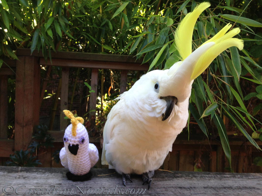 Cascadian Nomads Triton Cockatoo, Leo, with his crocheted mini