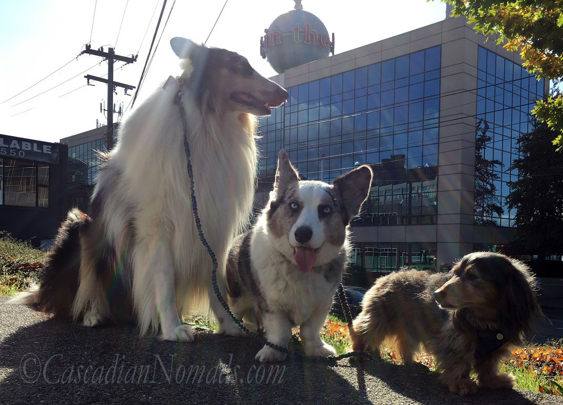 Rough collie dog Huxley, Cardigan Welsh Corgi dog Brychwyn and miniature dachshund dog Wilhelm pose with the giant 