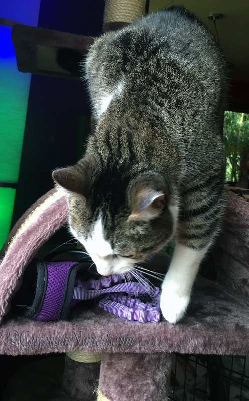 How to Train a Cat to Wear a Harness: Adventure cat Amelia notices her harness (and leash) on her cat tree in the Harness Happy Place cat harness training step.
