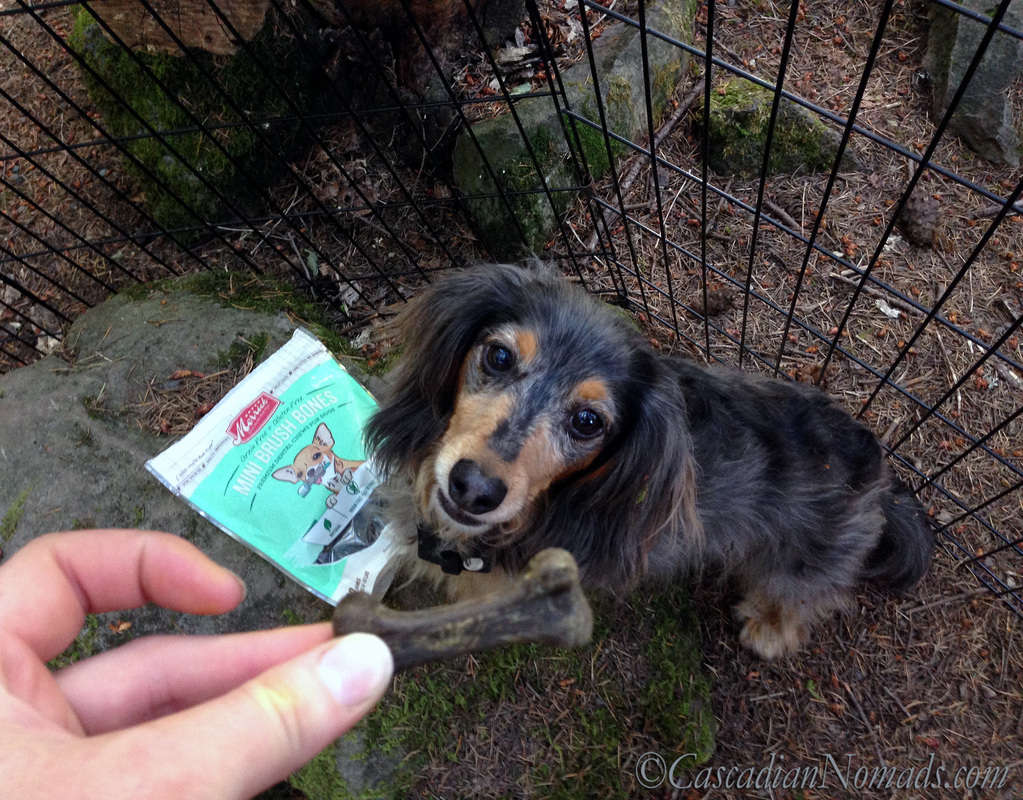 Miniature dachshund Wilhelm waits for his Merrick Mini Brush Dental Bone 